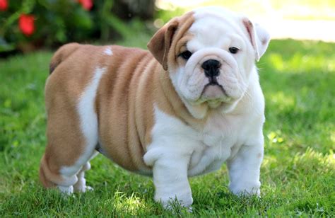 English Bulldog .